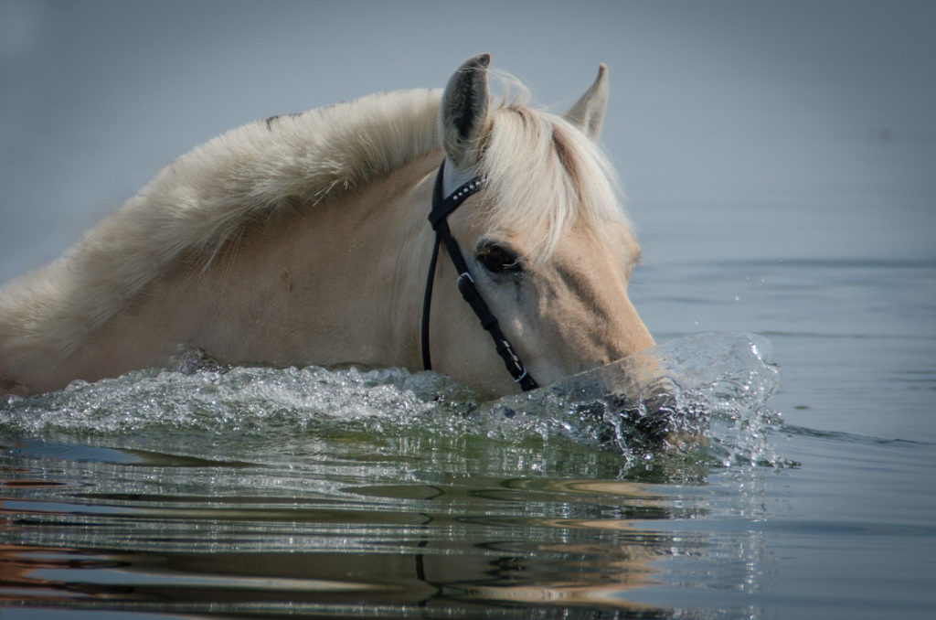 Baden mit Pferden macht richtig Spaß. Aber können unsere Vierbeiner überhaupt schwimmen? Wie bringe ich Pferde ins Wasser? Was muss ich beachten? Solchen und anderen wichtigen Fragen gehen wir bei CD|CLASSIC DRESSAGE natürlich sofort nach, denn was macht bei Hitze mehr Spaß als im kühlen Wasser zu plantschen....