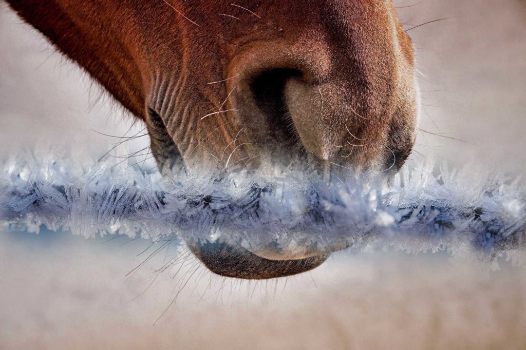 Fallende Temperaturen, Fellwechsel, weniger Weidegang und veränderte Futterzufuhr bedeuten im Herbst und Winter eine große Umstellung für viele Tiere. Immunsystem und Stoffwechsel laufen auf Hochtouren und machen den Pferden zu schaffen. So bringen wir unsere Lieblinge gesund durch den Herbst und machen sie fit für den Winter.