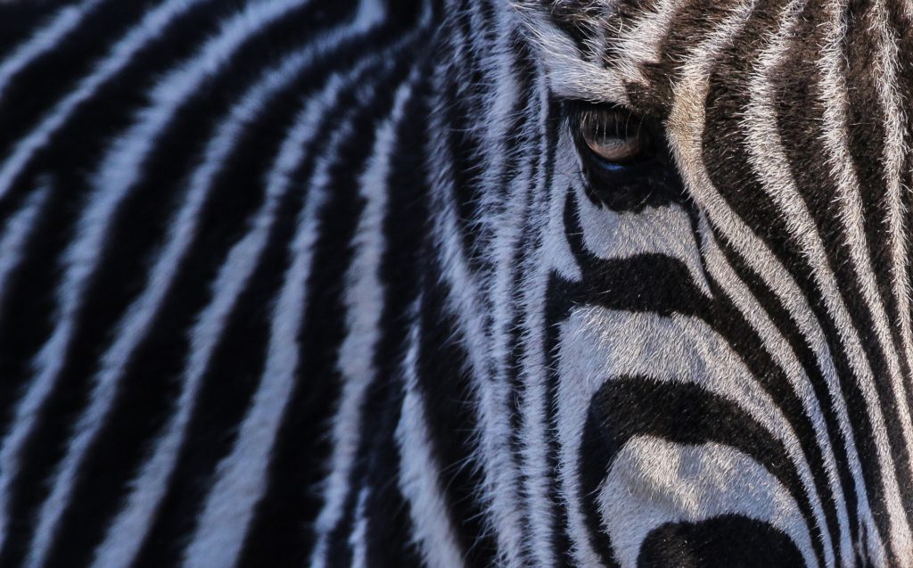 Autofahrer trauen manchmal ihren Augen nicht - wilde Zebras auf deutschen Wiesen! Sind die gestreiften Tiere einfach von Afrika nach Europa eingewandert? Bei genauerem Hinsehen entpuppen sich die wilden Horden allerdings als normale Pferdeherde. Zebradecken dienen als Schutz gegen lästige  Insekten. Hilft das trendige Muster wirklich oder ist alles nur ein Gag?