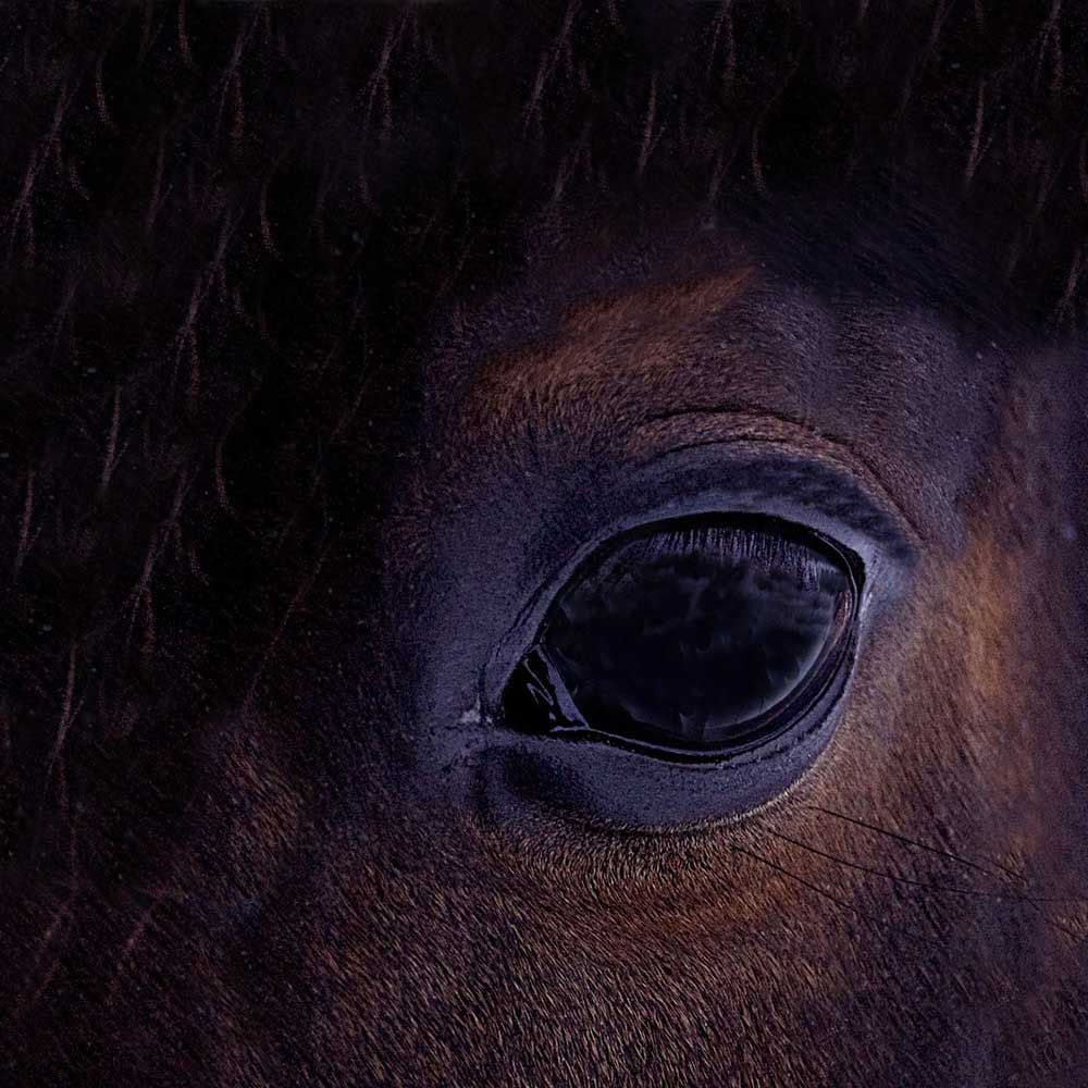 Kleine Einblicke In Das Leben Bei Cd Classic Dressage Cd Classic Dressage