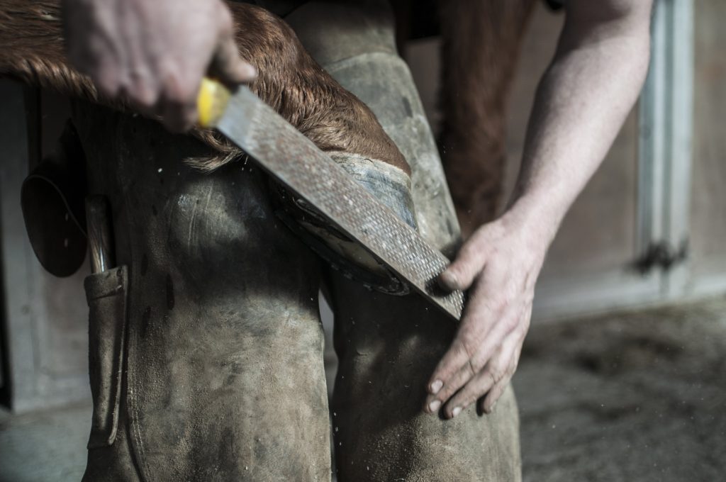 Ein heikles Thema, das doch so wichtig ist, denn “Ohne Huf – kein Pferd”. Dieses alte Sprichwort ist sicher allen Pferdefreunden ein Begriff. Doch so einfach wie es klingt, ist die Auswahl des richtigen Hufschmieds oder Hufpflegers bei der Vielfalt der heutigen Behandlungsmethoden leider nicht mehr. Wir helfen Euch in die Hufe und bringen etwas Licht ins Dunkel.